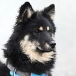 Bark Your Way to Better Health: Top Nutrition Tips for