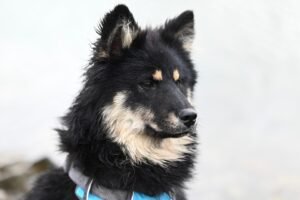Bark Your Way to Better Health: Top Nutrition Tips for