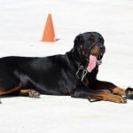 From Destruction to Discipline: Proven Solutions to Stop Dog Chewing