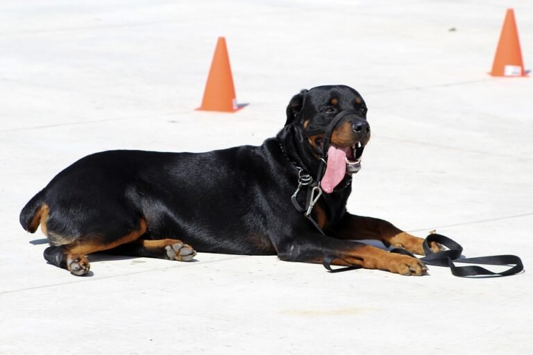 From Destruction to Discipline: Proven Solutions to Stop Dog Chewing