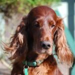 The Ultimate Guide to Choosing the Best Dry Dog Food