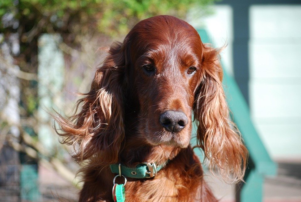 The Ultimate Guide to Choosing the Best Dry Dog Food