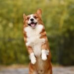 Working Wonders: The Best Dog Breeds for Ultimate Performance in