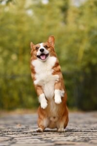 Working Wonders: The Best Dog Breeds for Ultimate Performance in