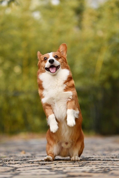 Working Wonders: The Best Dog Breeds for Ultimate Performance in