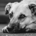 Is Your Dog Itching? Common Allergy Symptoms and What They