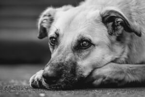 Is Your Dog Itching? Common Allergy Symptoms and What They