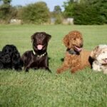Transform Your Pup’s Response: The Ultimate Guide to Master Recall