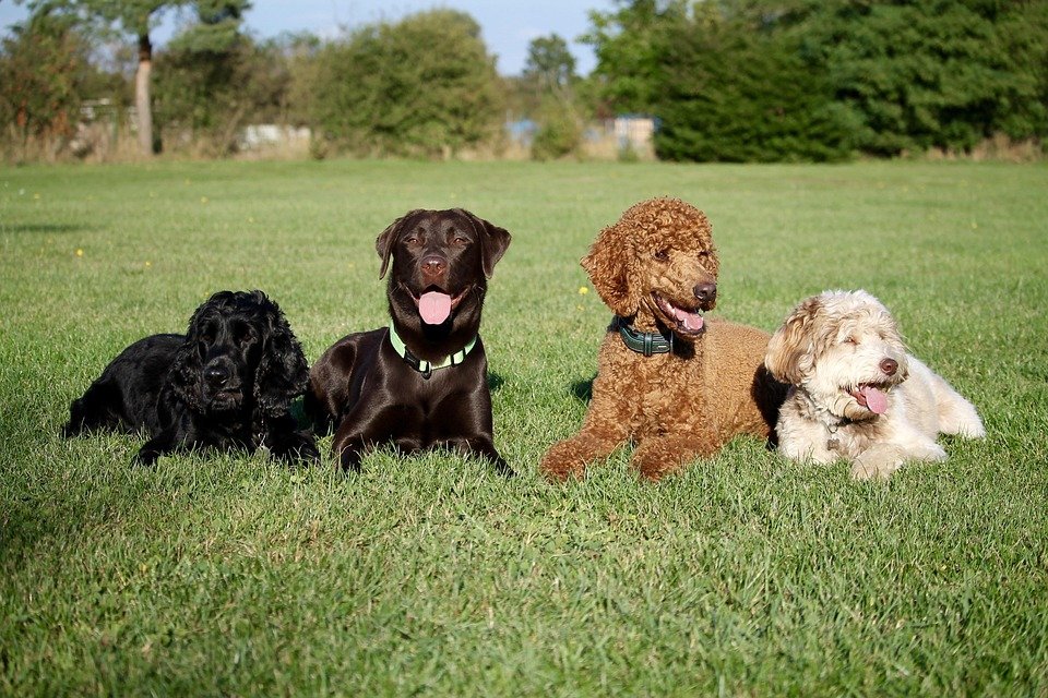 Transform Your Pup’s Response: The Ultimate Guide to Master Recall