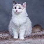 ### Hypoallergenic Dog Food