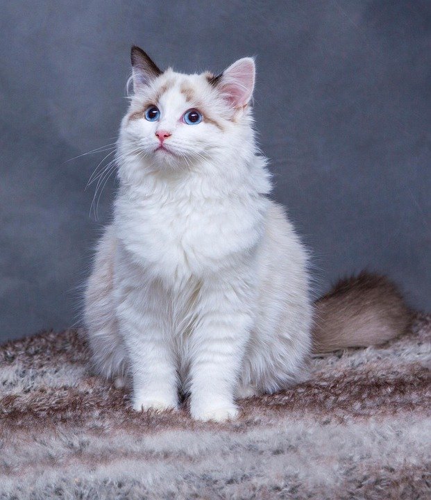 ### Hypoallergenic Dog Food