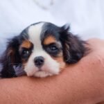 From Golden Retrievers to Bulldogs: What Makes These Breeds So