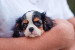 From Golden Retrievers to Bulldogs: What Makes These Breeds So