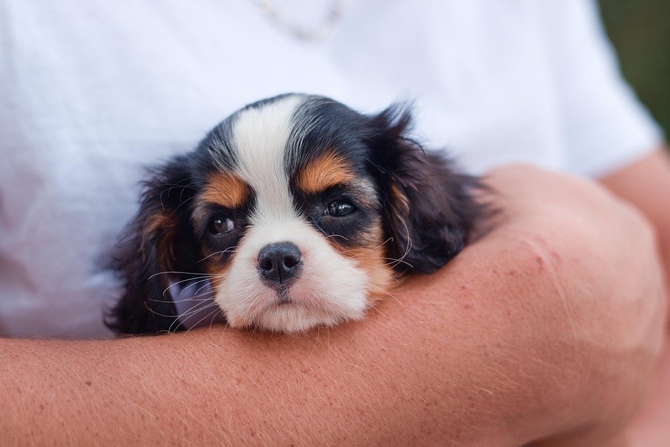 From Golden Retrievers to Bulldogs: What Makes These Breeds So