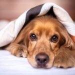 Barking Up the Right Tree: Proven Solutions for Your Dog's