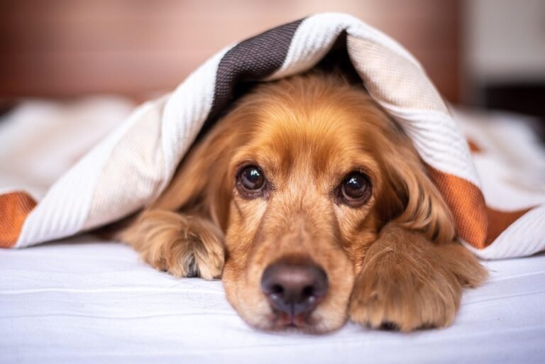 Barking Up the Right Tree: Proven Solutions for Your Dog's