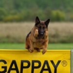 Gentle Guidance: Transforming Dog Discipline with Love and Understanding