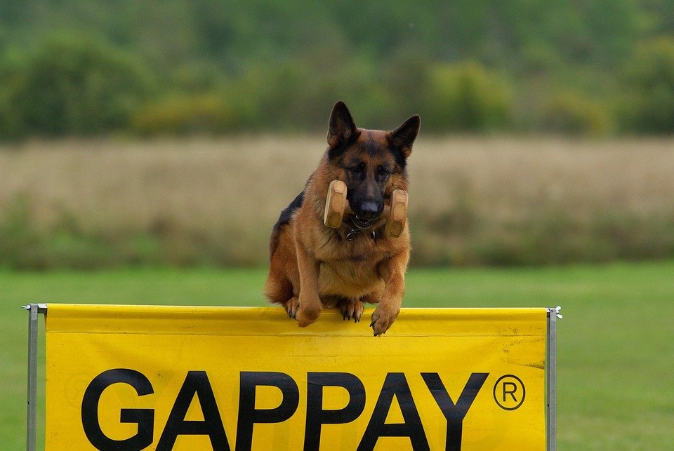 Gentle Guidance: Transforming Dog Discipline with Love and Understanding