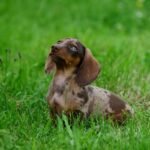 Barking Up the Right Tree: Understanding the Unique Temperaments of