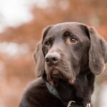 Emergency Ready: A Dog Owner's Guide to First Aid Basics