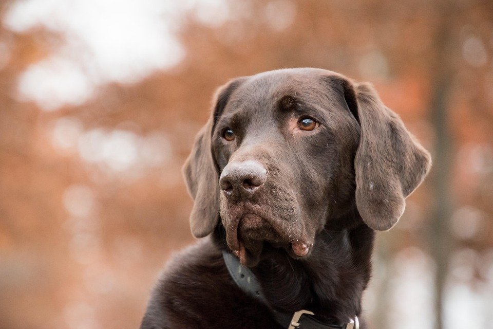 Emergency Ready: A Dog Owner's Guide to First Aid Basics