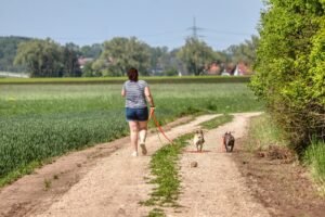 Taming the Anxious Pup: Proven Techniques to Help Your Dog