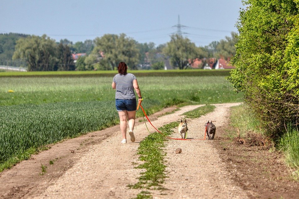 Taming the Anxious Pup: Proven Techniques to Help Your Dog