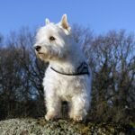 Pawsitively Healthy: Unlocking the Secrets of Optimal Puppy Nutrition
