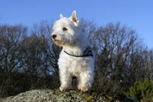 Pawsitively Healthy: Unlocking the Secrets of Optimal Puppy Nutrition