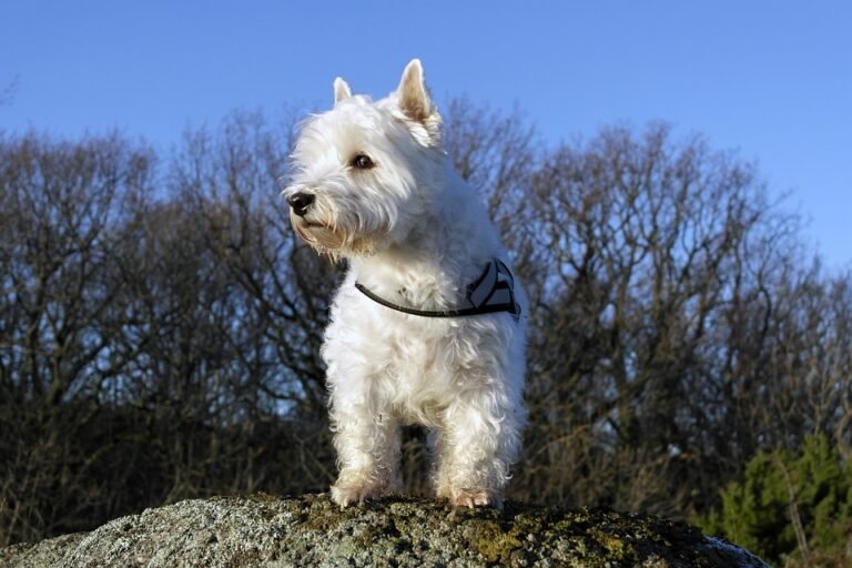 Pawsitively Healthy: Unlocking the Secrets of Optimal Puppy Nutrition