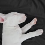Paw-sitively Perfect: Top Dog Breeds Ideal for Apartment Life