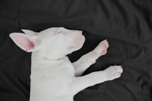 Paw-sitively Perfect: Top Dog Breeds Ideal for Apartment Life