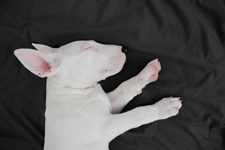 Paw-sitively Perfect: Top Dog Breeds Ideal for Apartment Life