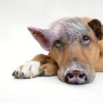 Healthy Hounds: 10 Must-Know Tips for Your Dog's Well-Being