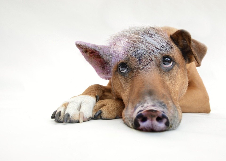 Healthy Hounds: 10 Must-Know Tips for Your Dog's Well-Being