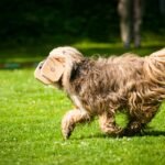 Barking No More: Effective Techniques for Managing Dog Separation Anxiety