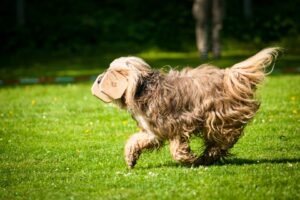 Barking No More: Effective Techniques for Managing Dog Separation Anxiety