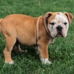 Feeding Fido: What Every Dog Owner Should Know About Nutrition