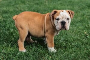 Feeding Fido: What Every Dog Owner Should Know About Nutrition