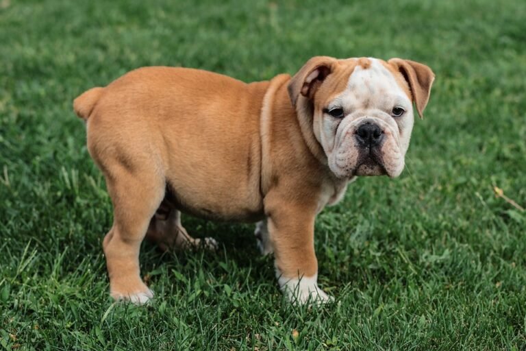 Feeding Fido: What Every Dog Owner Should Know About Nutrition