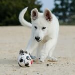 Furry Friends Without the Sneezes: The Best Hypoallergenic Dogs for