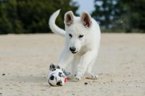 Furry Friends Without the Sneezes: The Best Hypoallergenic Dogs for