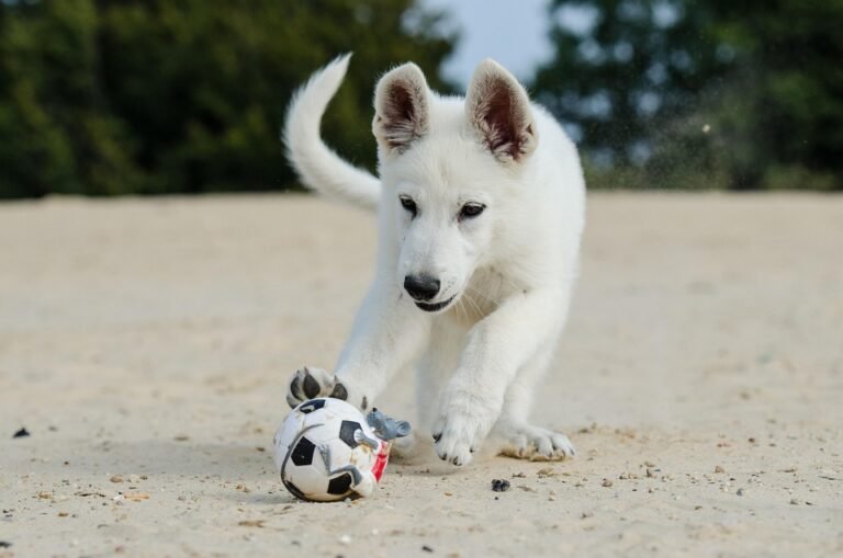Furry Friends Without the Sneezes: The Best Hypoallergenic Dogs for