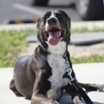 Unlocking the Secrets: Your Guide to Successful Puppy Training