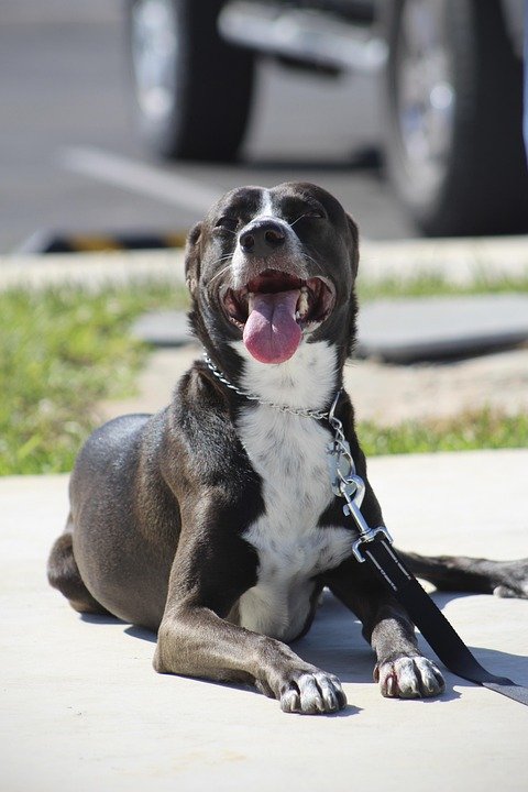 Unlocking the Secrets: Your Guide to Successful Puppy Training