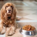 Pawsitively Healthy: How to Create a Balanced Diet for Your