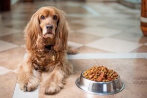 Pawsitively Healthy: How to Create a Balanced Diet for Your