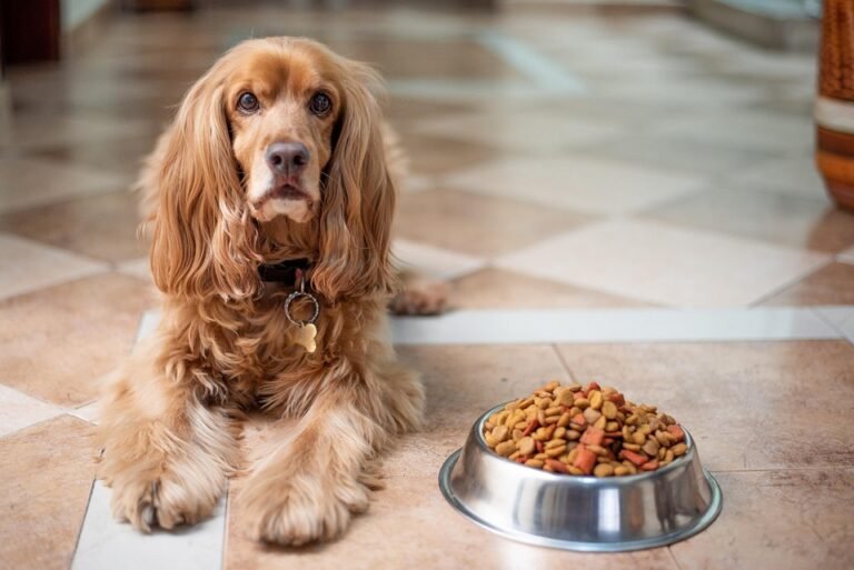 Pawsitively Healthy: How to Create a Balanced Diet for Your